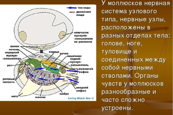 Кракен крн